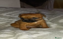 Patterdale Terrier dogs for sale: PATTERDALE TERRIER SMOOTH HAIRED MOTHER  - Image 16