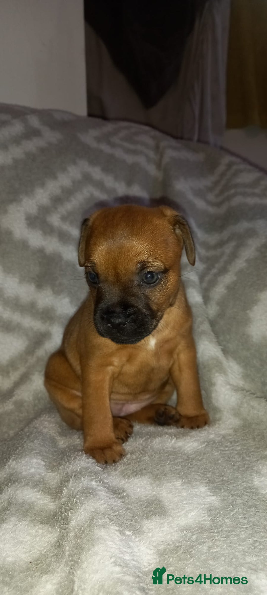 Patterdale Terrier dogs for sale: PATTERDALE TERRIER SMOOTH HAIRED MOTHER  - Image 16