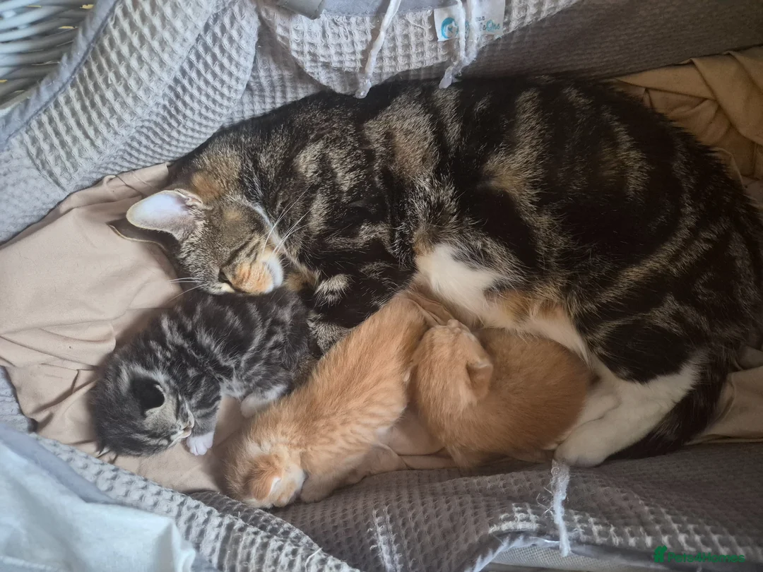 Mixed Breed cats for sale: 3 beautiful kittens, I have both parents  - Advert 8