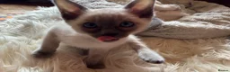 Tonkinese cats for sale: Superb Tonkdoll kittens - Advert 24