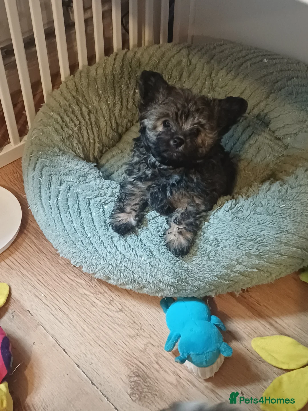 Mixed Breed dogs for sale: Chorkiepoo asian toy poodle type ready to leave - Advert 2