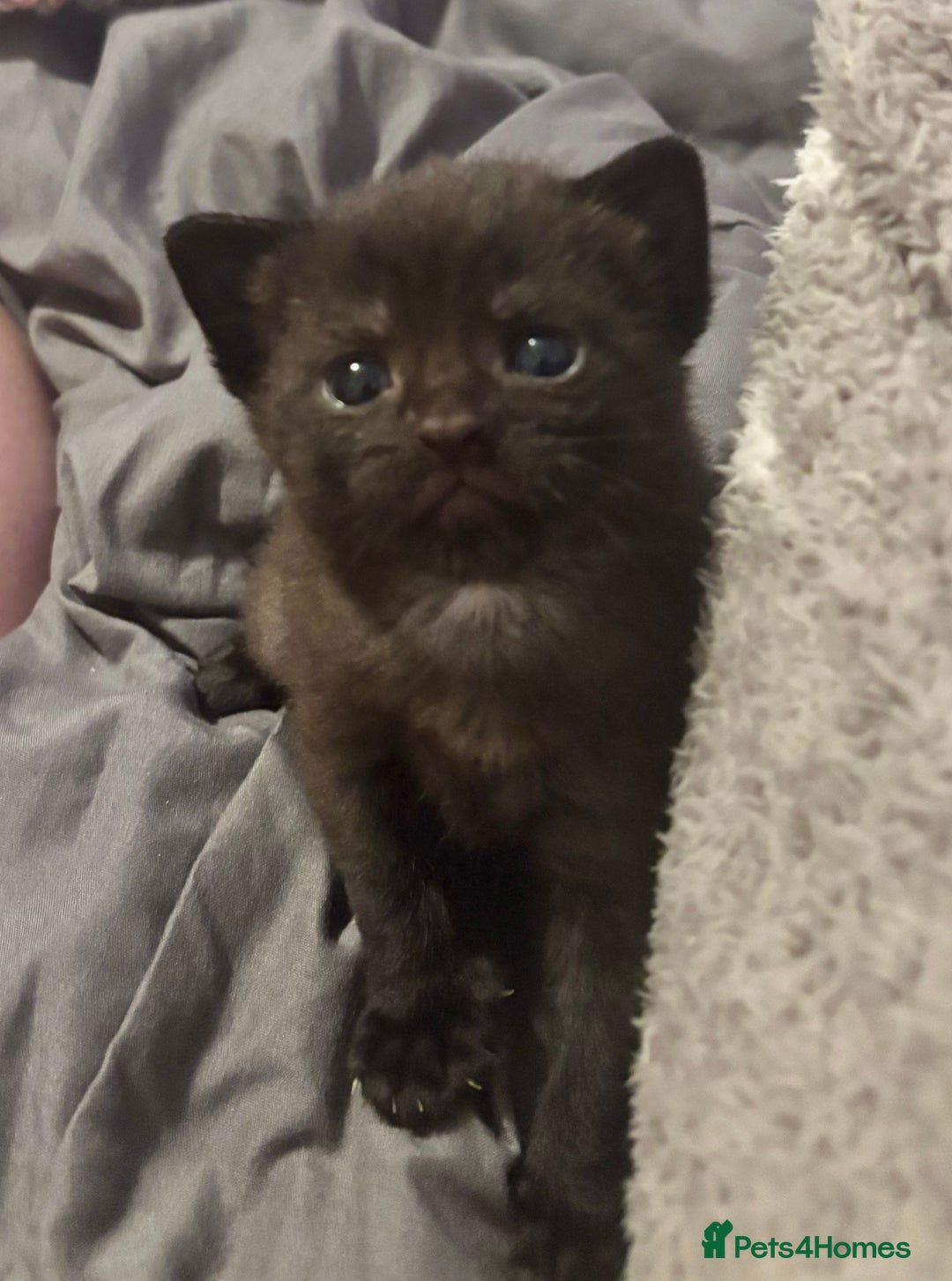 Domestic Shorthair cats for sale: 2 Female Kittens  - Image 1