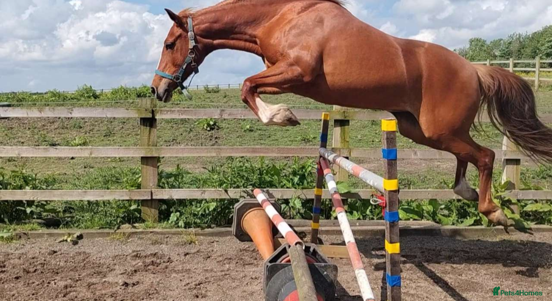 Other Breed horses Welsh D x Arab Mare - Advert 1