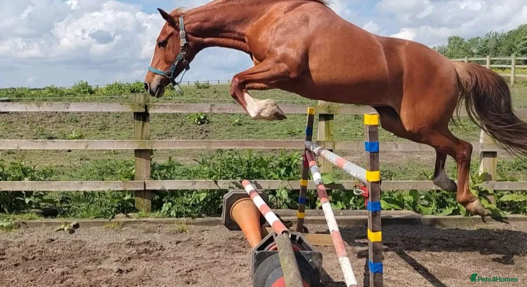 Other Breed horses for sale: Welsh D x Arab Mare - Advert 1