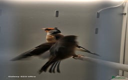 Finches birds for sale: Goldfinch greenfinch  - Image 8