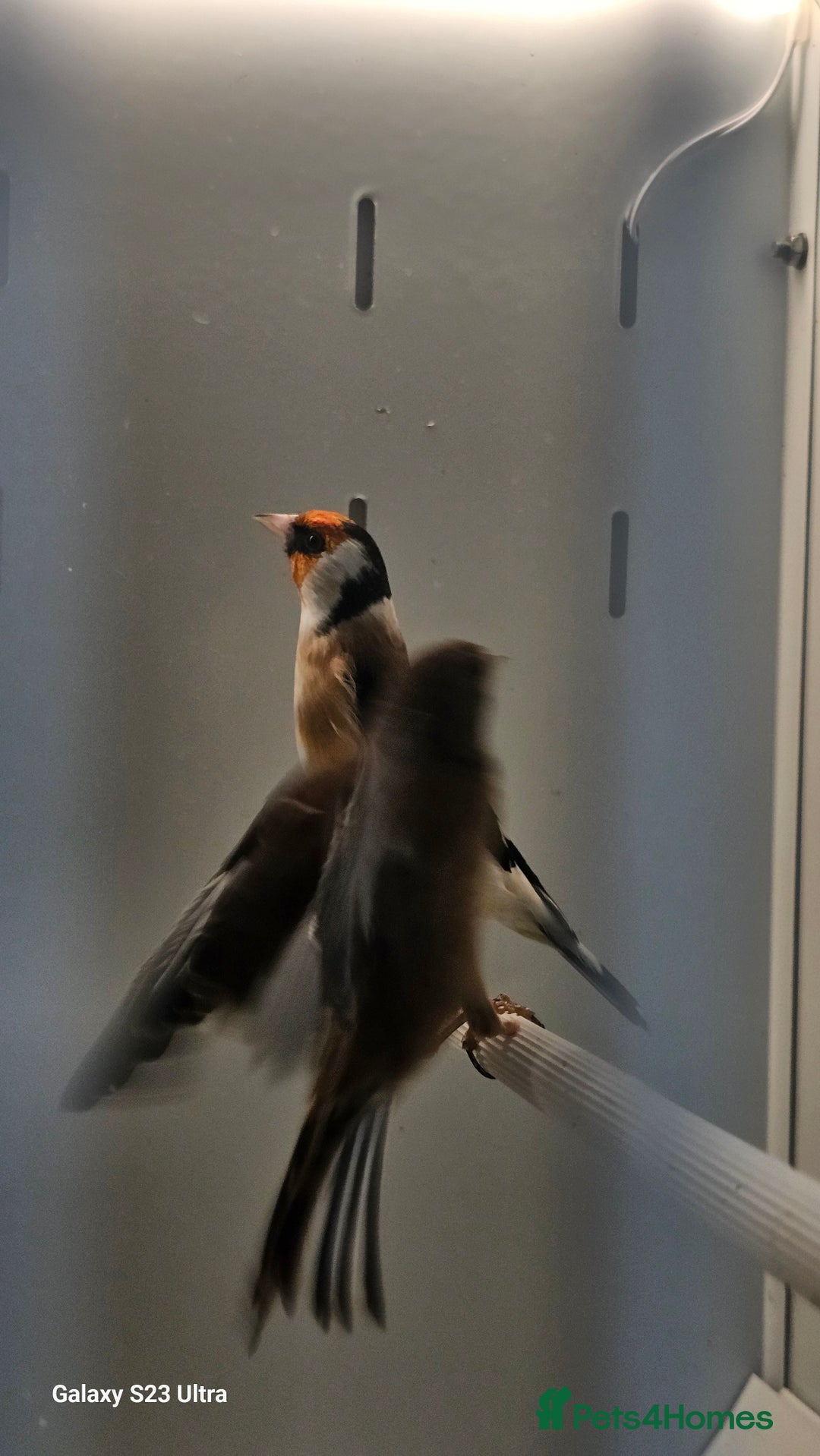 Finches birds for sale: Goldfinch greenfinch  - Image 8