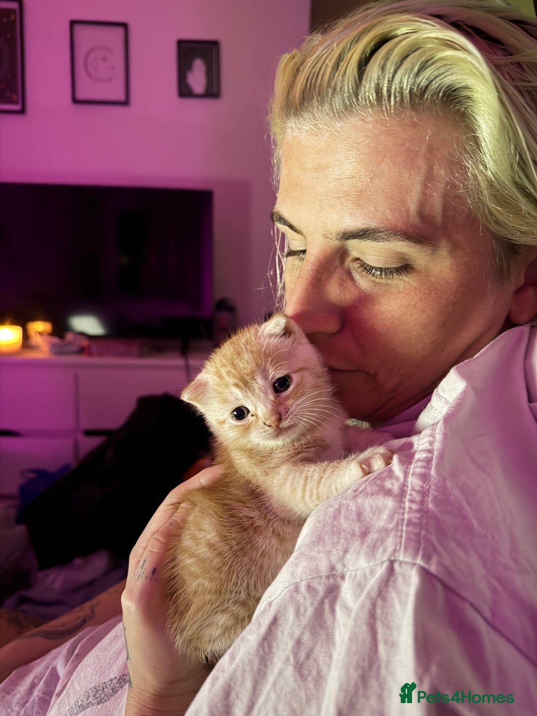 Mixed Breed cats for sale: 2 gorgeous kittens half BSH - Advert 6