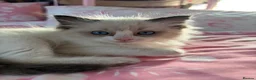 Ragdoll cats for sale: Magical - Advert 23