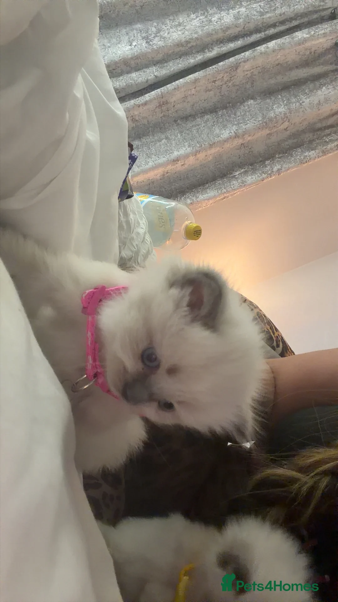 Ragdoll cats for sale: WEE OLIVE  - Advert 3
