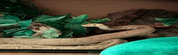 Python Snake reptiles for sale: Royal python with Viv  - Advert 1