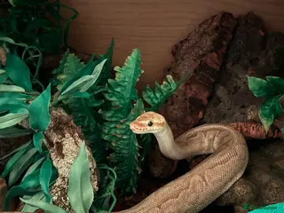 Python Snake reptiles Royal python with Viv - Advert 1