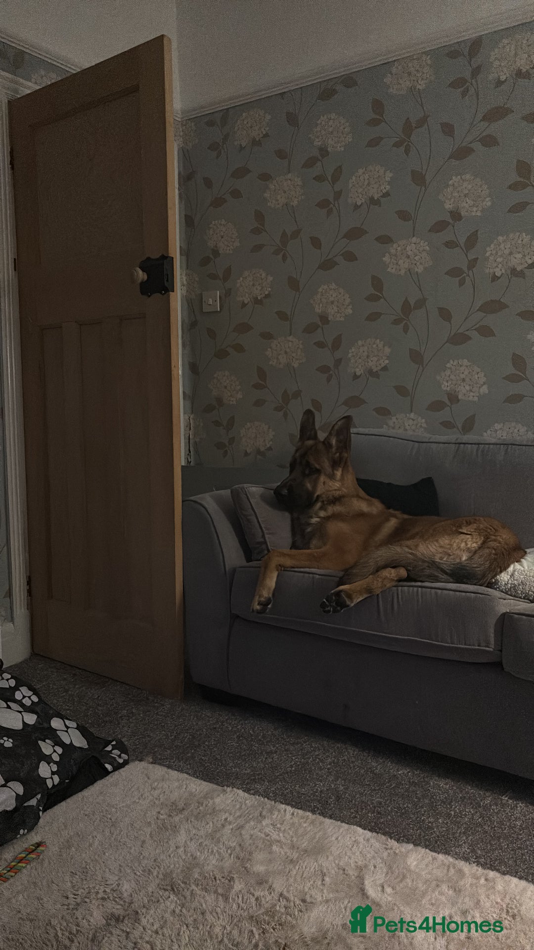 German Shepherd dogs for sale: 10 month old German shepherd male - Image 5