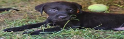 Labrador Retriever dogs for sale: Gorgeous Black Labrador Puppies - Advert 14
