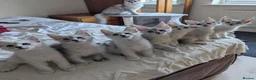 Maine Coon cats for sale: Maine Coon Kittens  - Advert 24