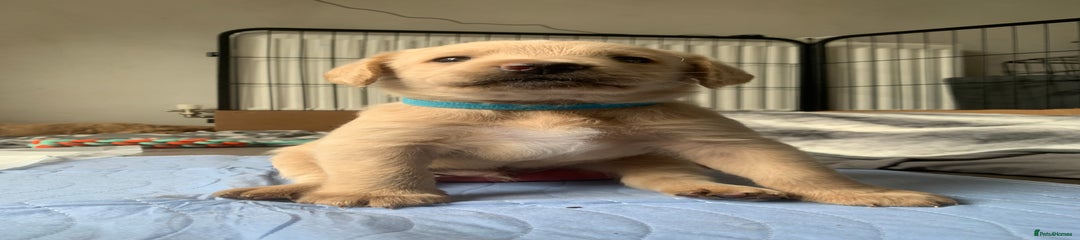 Double Doodle Puppy (light blue)