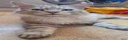 Maine Coon cats for sale: 3 beautiful maincoon kittens  - Advert 9