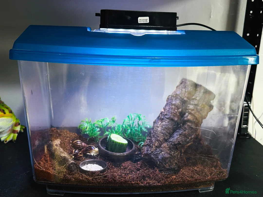 Snails invertebrates for sale: Albino Tiger Stripe Giant Snails & Full Setup - Advert 2