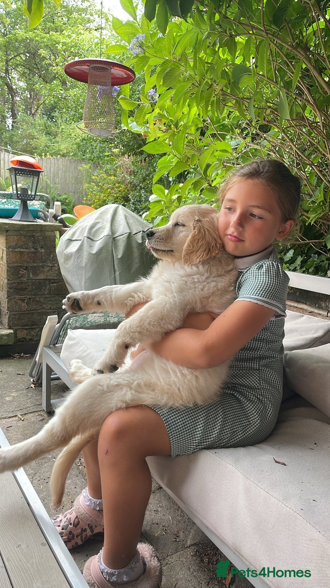 Golden Retriever dogs for sale: Penny - Golden Retriever puppy (15 weeks old) - Image 5