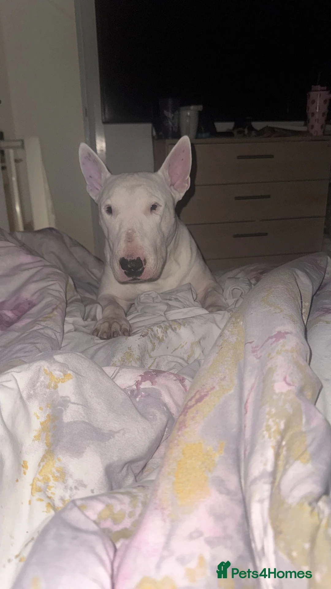 English Bull Terrier dogs for sale: Jayko KC Registered English Bull Terrier - Advert 10