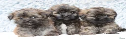 Lhasa Apso dogs for sale: 5 beautiful lahsa apso male pups for sale  - Advert 7