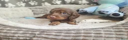 Dachshund dogs for sale: Mega cute long haired dachshund puppies  - Advert 1
