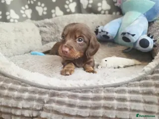 Dachshund dogs Mega cute long haired dachshund puppies - Advert 9