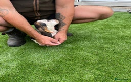 Basset Hound dogs for sale: Basset hound puppies for sale - Image 7