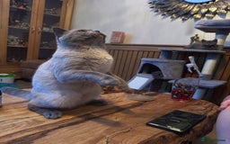 British Shorthair cats for sale:  British shorthair colourpoint pedigree kittens  - Image 25