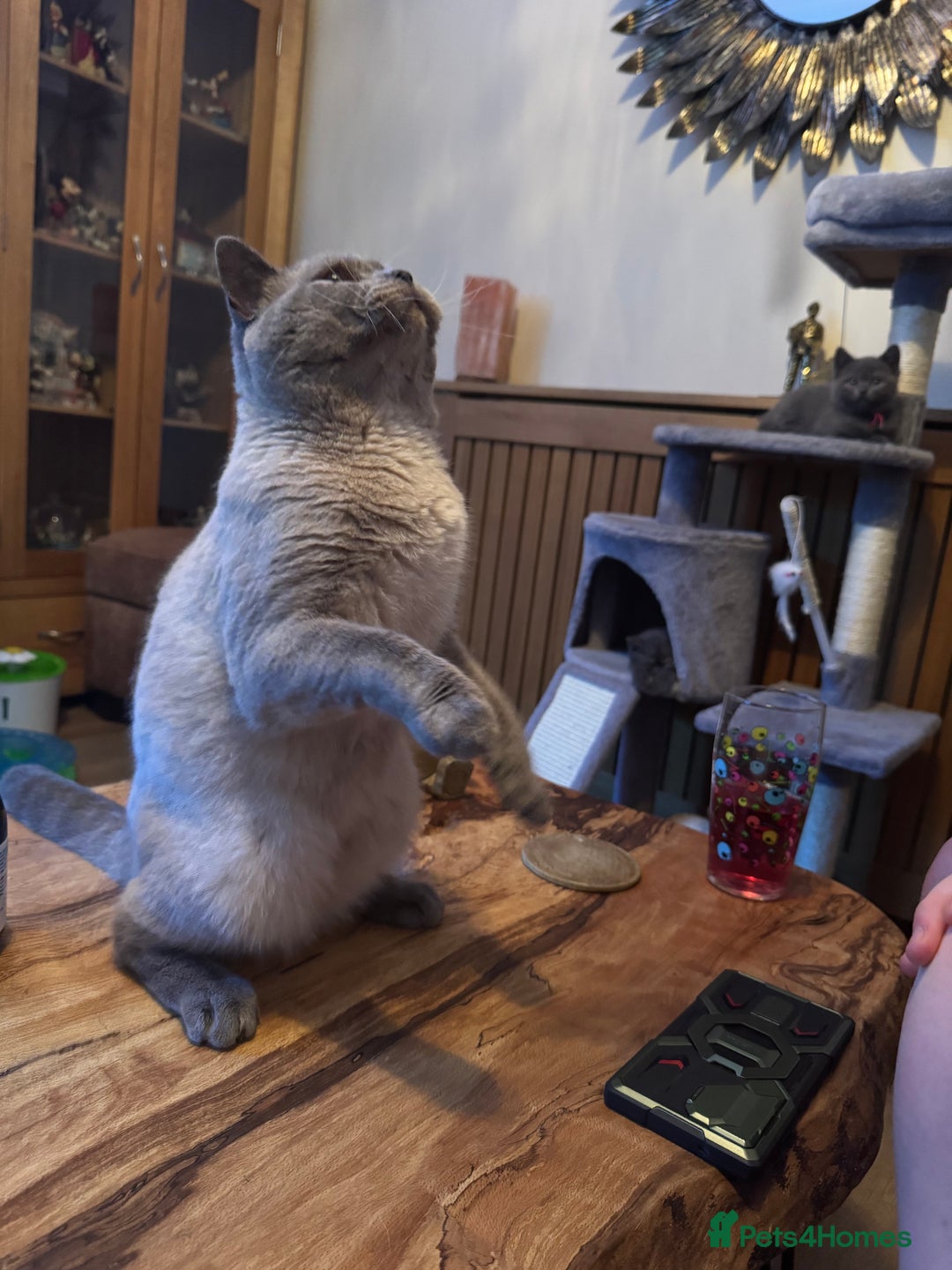 British Shorthair cats for sale:  British shorthair colourpoint pedigree kittens  - Image 25