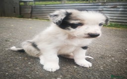 Border Collie dogs for sale: Beautiful Fluffy collie pups for sale  - Image 15