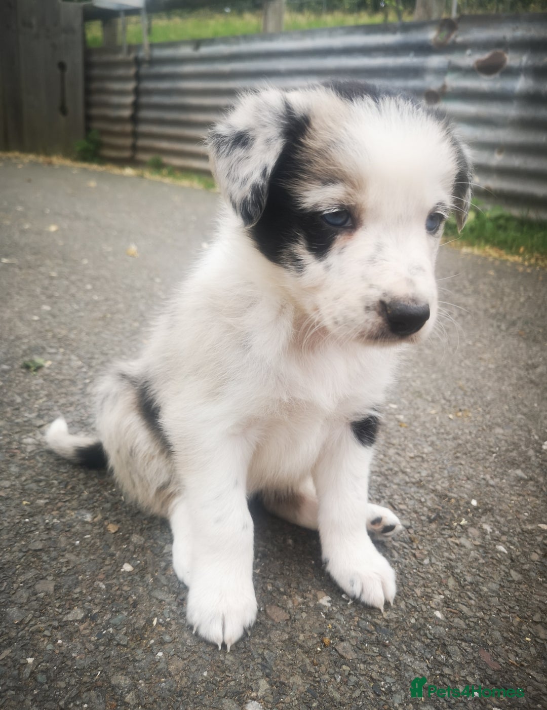 Border Collie dogs for sale: Beautiful Fluffy collie pups for sale  - Image 15