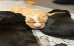Cockerdor dogs for sale: Cockador Puppies for sale - Image 3