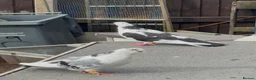 Mixed Breed livestock for sale: Pigeons  - Advert 3
