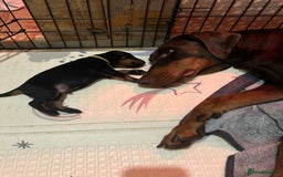 Dobermann dogs for sale: Dobermann puppies Champion bloodline, kc reg - Image 9