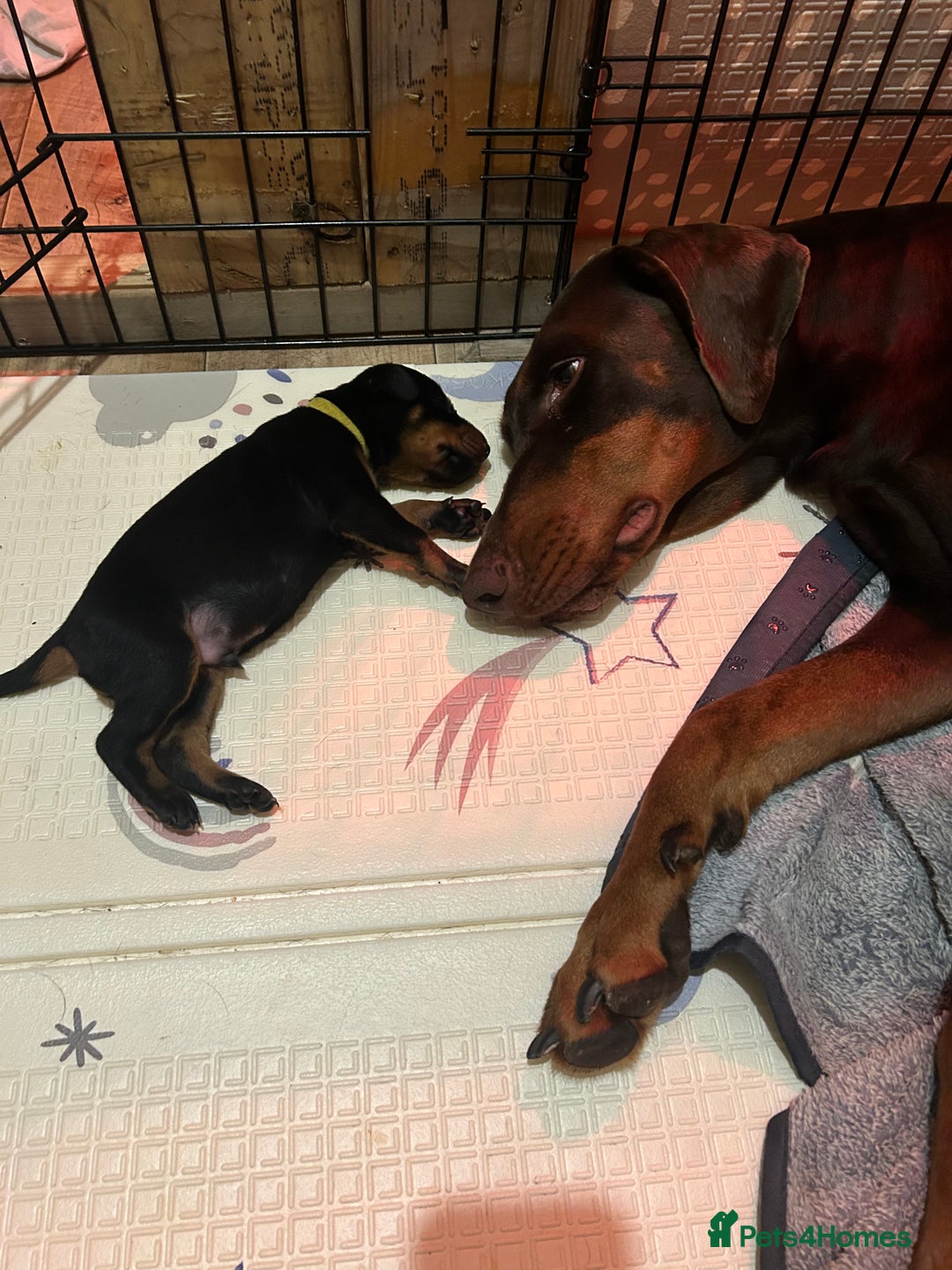 Dobermann dogs for sale: Dobermann puppies Champion bloodline, kc reg - Image 9