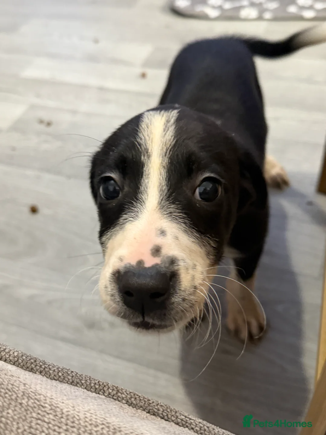 Borador dogs for sale: Border pups - Advert 2