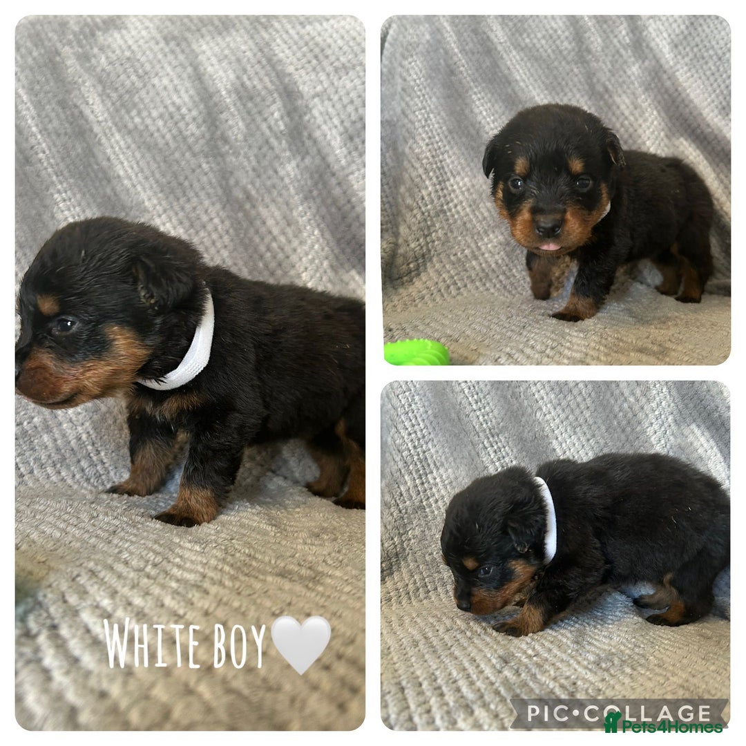 Rottweiler dogs for sale: Rottweiler puppies  - Advert 7