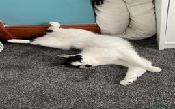 Domestic Shorthair cats for sale: Male Cat - Image 1