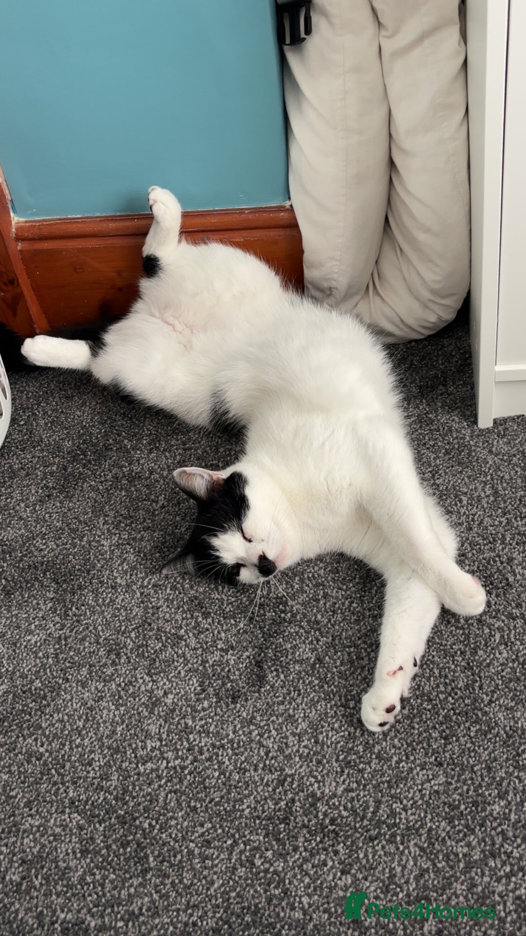 Domestic Shorthair cats for sale: Male Cat - Image 1