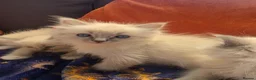 Ragdoll cats for sale: ragdoll kittens  - Advert 7