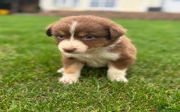 Australian Shepherd dogs for sale: 2 KC registered puppies remaining! Price drop  - Image 17