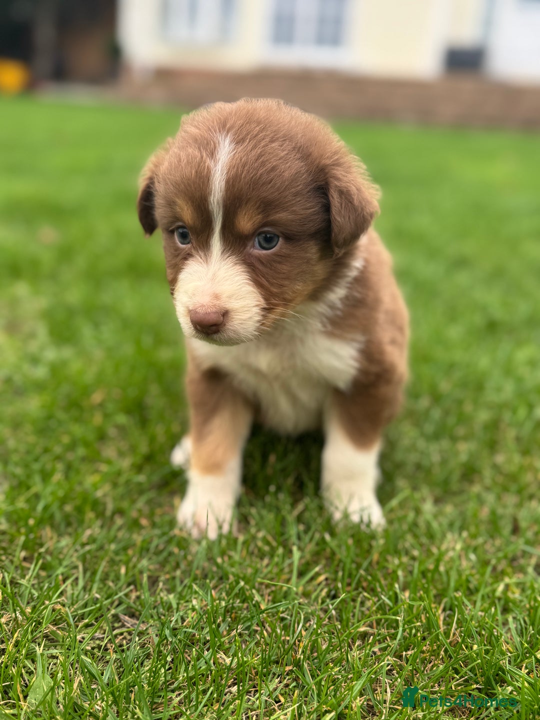Australian Shepherd dogs for sale: 2 KC registered puppies remaining! Price drop  - Image 17