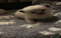 Ragdoll cats for sale: Stunning Ragdoll kittens ready for forever home - Image 11