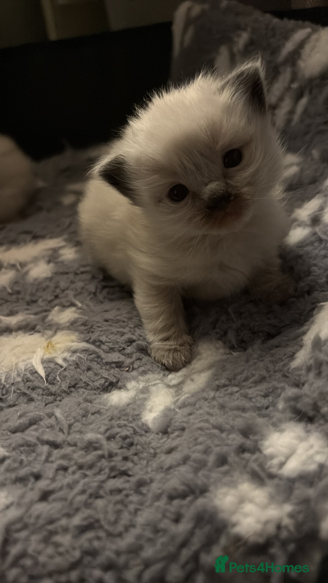 Ragdoll cats for sale: Stunning Ragdoll kittens ready for forever home - Image 11