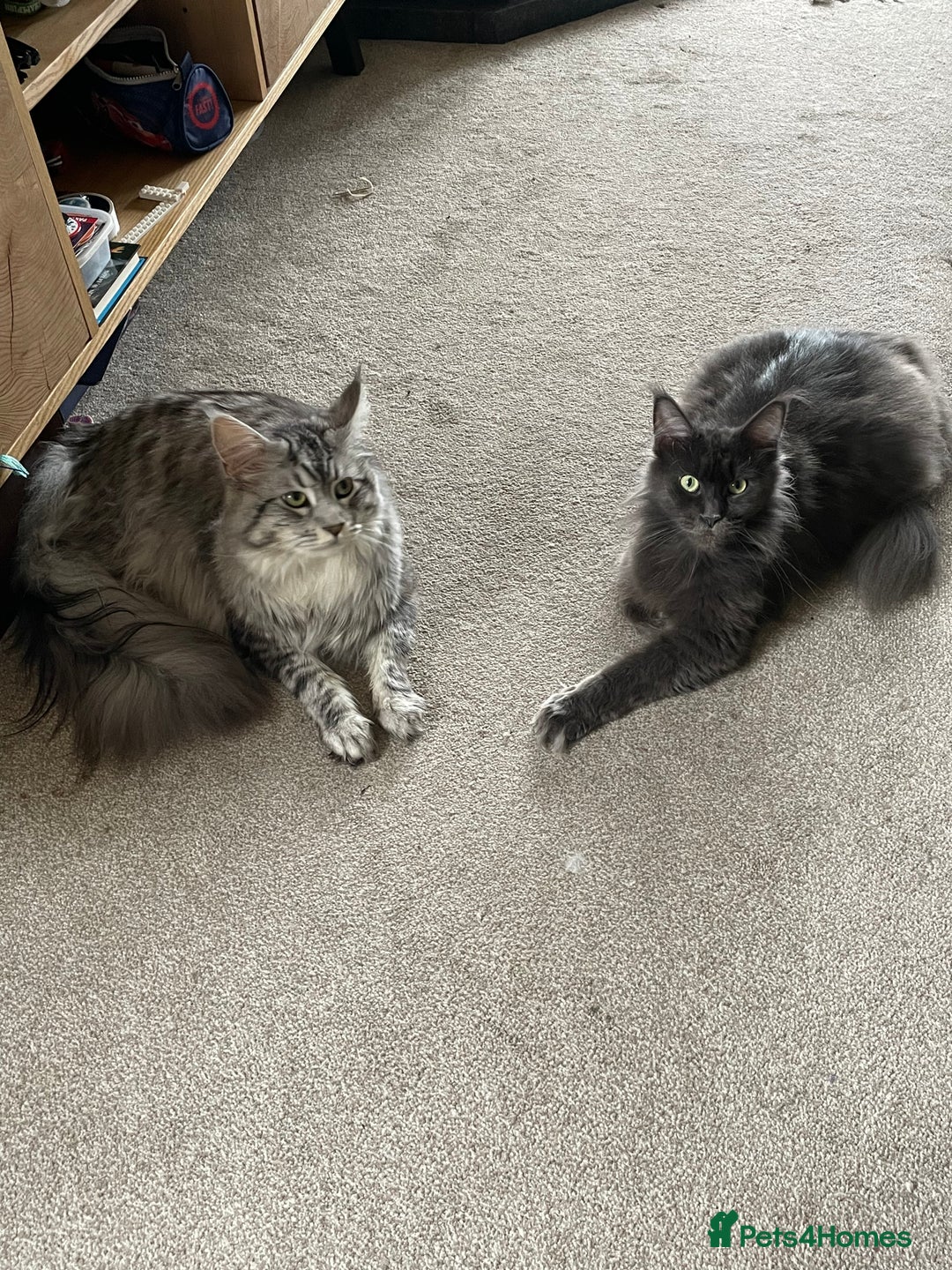 Maine Coon cats for sale: Maine coon kittens  - Advert 8