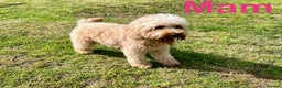 Cockapoo dogs for sale: ⭐️ BEAUTIFUL RED GIRL COCKAPOO⭐️ - Advert 6
