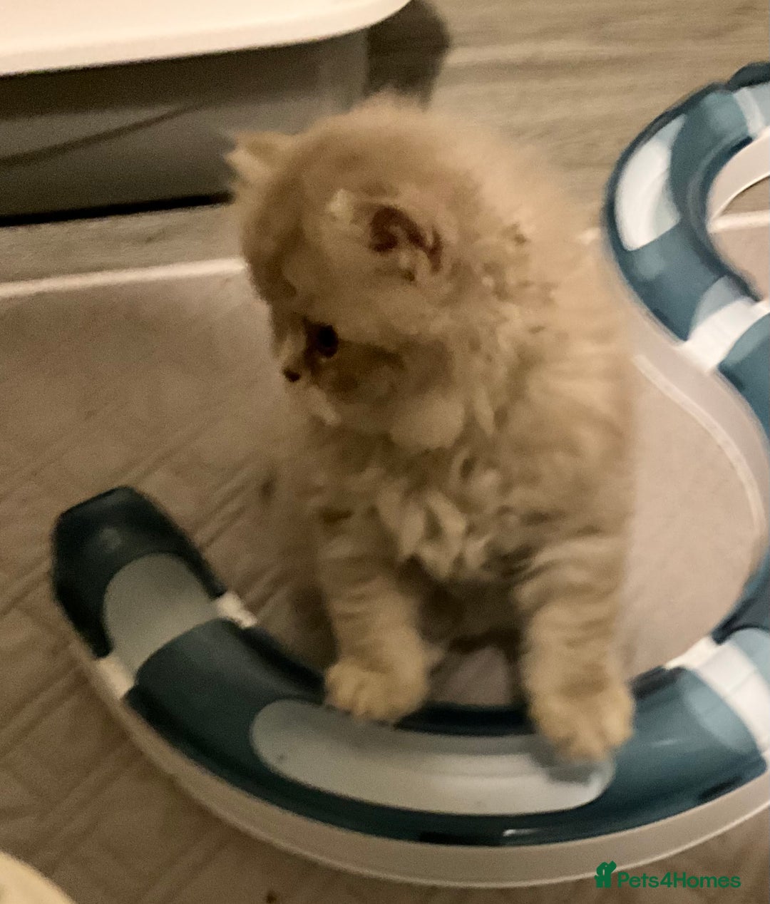 British Shorthair cats for sale: Purebred amazing BSH kittens - Advert 12