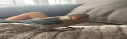 Parrots birds for sale: Very friendly Quaker parrot  - Advert 4