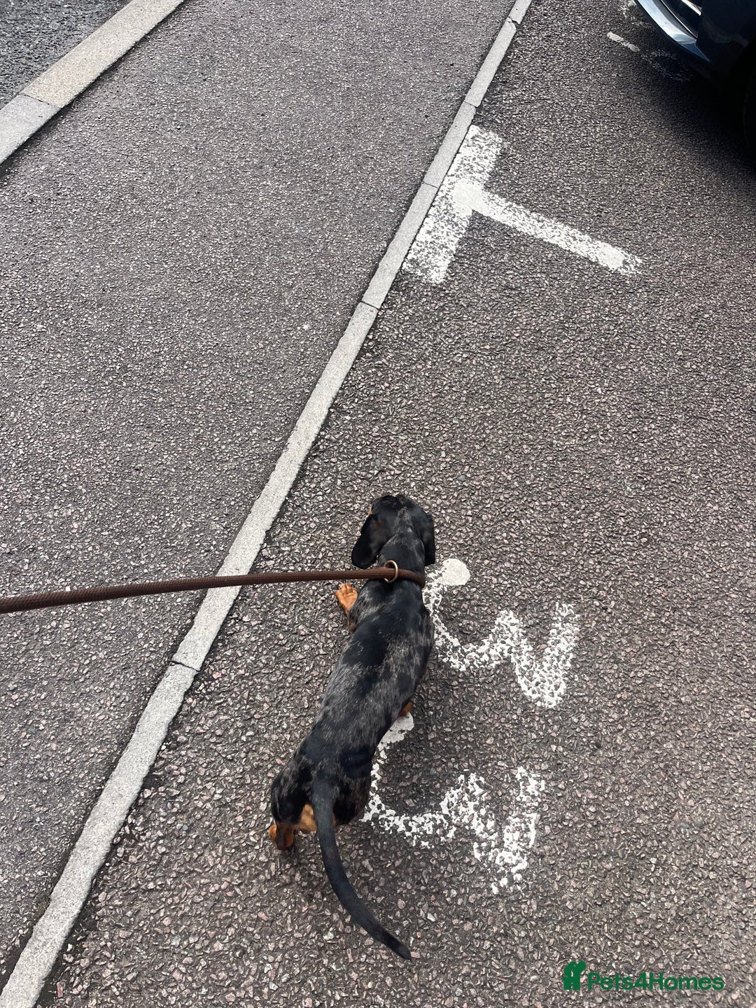 Mixed Breed dogs for sale: Maltese Cross Miniature Dachshund  - Advert 17