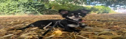 Chihuahua dogs for sale: KC reg chihuahua girl pup (health tested parents) - Advert 2